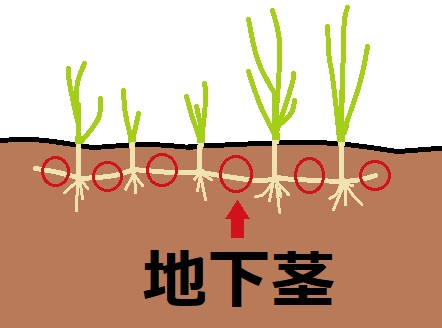 土の中で横に伸びる地下茎