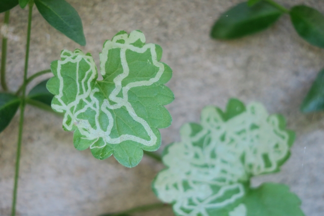 エカキムシ（ハモグリバエ）に食べられた葉