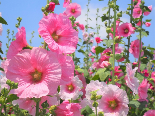 ホリホック（タチアオイ）の花