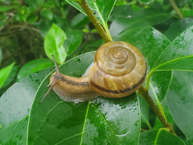 カタツムリの画像