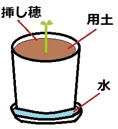 挿し木の方法