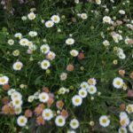 ピンクと白の小花が織りなす可憐なハーモニー！北海道の庭に広がる優しい彩り