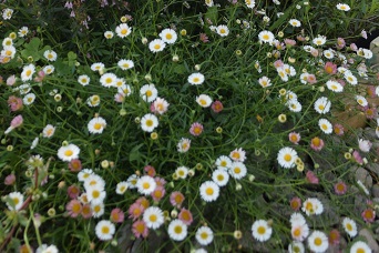 ピンクと白の小花が織りなす可憐なハーモニー！北海道の庭に広がる優しい彩り