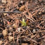 雪解けとともに目覚める植物たちの様子