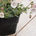 寒冷地でも安心！初心者でも簡単に育てられる可憐で癒される植物