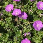 鮮やかなピンクの花と濃い緑の葉が魅力！北海道で楽しむ丈夫なガーデンパートナー