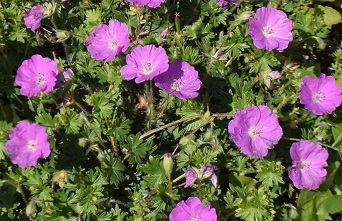 鮮やかなピンクの花と濃い緑の葉が魅力！北海道で楽しむ丈夫なガーデンパートナー