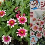 北海道の短い夏でも大活躍！