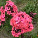 寒冷地で見せる植物たちの成長力