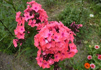 寒冷地で見せる植物たちの成長力