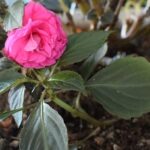 【一年草】インパチェンス｜鮮やかに咲く半日陰の味方！北海道の屋外・室内で長く楽しむコツ
