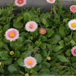 ポンポン咲きが愛らしいコンパクトで花壇の縁取りに最適な花