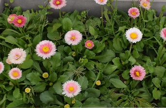 ポンポン咲きが愛らしいコンパクトで花壇の縁取りに最適な花