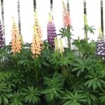 北海道の庭づくりに欠かせない！彩り豊かな定番植物！特徴とガーデン活用法