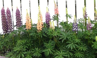 北海道の庭づくりに欠かせない！彩り豊かな定番植物！特徴とガーデン活用法