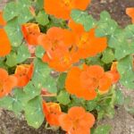 旺盛な生長と鮮やかな花を楽しむ