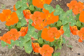 旺盛な生長と鮮やかな花を楽しむ