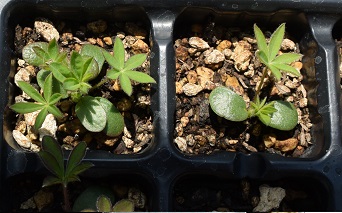 北海道で種から育てられる一年草と多年草・宿根草まとめ