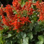 真っ赤な花は花壇のアクセントに最適！北海道の夏の庭に映える