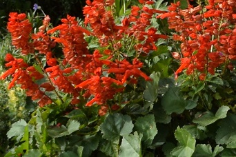 真っ赤な花は花壇のアクセントに最適！北海道の夏の庭に映える