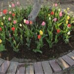 サークル花壇の春の記録