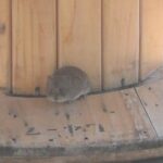 エゾヤチネズミ｜見た目はまるでハムスター！森の中でたくましく生きる小さな冒険者！