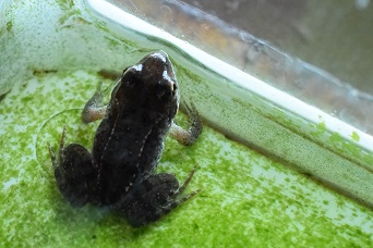 体色が全体的に黒っぽいエゾアカガエルの幼体。黒化型として分類される。
