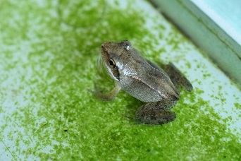 体色が全体的に淡いエゾアカガエルの幼体。背中の線がほとんど途切れていない。