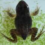 エゾアカガエルの変態途中の個体。前肢と後肢が出そろい、尾が残る上陸直前の姿を真上から撮影。北海道の庭池と水槽で観察。