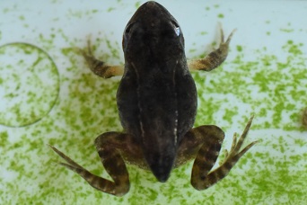 エゾアカガエルの変態途中の個体。前肢と後肢が出そろい、尾が残る上陸直前の姿を真上から撮影。北海道の庭池と水槽で観察。
