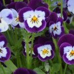 紫と白の複色花が密に咲きそろったビオラの花。中央には黄色の差し色が入り、表情豊かな模様が特徴的。北海道では戸外で越冬し、春から秋まで花壇をにぎやかに彩る丈夫な多年草。