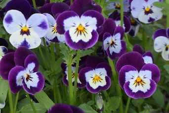 紫と白の複色花が密に咲きそろったビオラの花。中央には黄色の差し色が入り、表情豊かな模様が特徴的。北海道では戸外で越冬し、春から秋まで花壇をにぎやかに彩る丈夫な多年草。