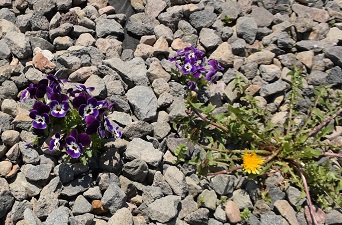 砂利道からこぼれ種で発芽したビオラ
