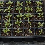 マリーゴールドの発芽率を上げる方法と正しい保存管理
