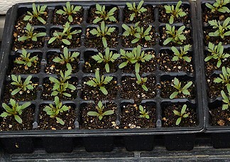 マリーゴールドの発芽率を上げる方法と正しい保存管理