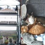 室内に設置した4段ビニール温室と、その隣でくつろぐ2匹の猫