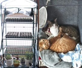 室内に設置した4段ビニール温室と、その隣でくつろぐ2匹の猫