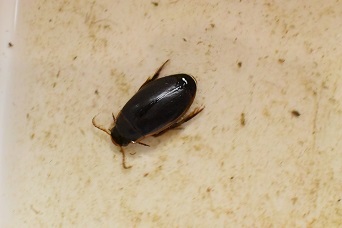 【希少種】ナミゲンゴロウ｜北海道の自作シート池に現る