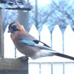 餌台に止まるミヤマカケス。橙色の頭部と青い翼が美しい北海道で見られる野鳥。
