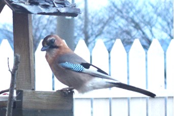 餌台に止まるミヤマカケス。橙色の頭部と青い翼が美しい北海道で見られる野鳥。