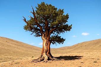 乾いた砂地の斜面に立つブリッスルコーンパイン。青空の下、ねじれた幹と枝が露出している。
