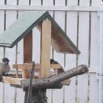 庭に設置した木製の餌台に集まるスズメたち。北海道の冬を彩るウィンドウガーデニング