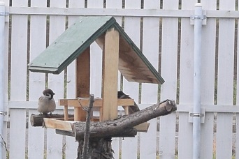 庭に設置した木製の餌台に集まるスズメたち。北海道の冬を彩るウィンドウガーデニング