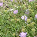 北海道の庭で初夏から秋まで元気に咲くクナウティア・アルベンシス。高温や寒さにも強い多年草。管理人の実例