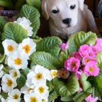 北海道で越冬できる多年草プリムラ