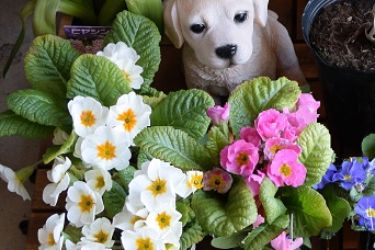 北海道で越冬できる多年草プリムラ