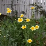 秋の北海道で咲く春菊の花。葉も美しく整った姿で、食用と観賞の両方を楽しめる。