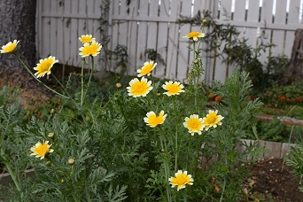 秋の北海道で咲く春菊の花。葉も美しく整った姿で、食用と観賞の両方を楽しめる。